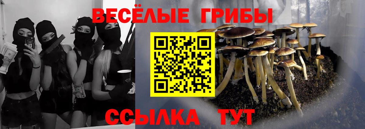 Псилоцибиновые грибы мицелий Сунжа